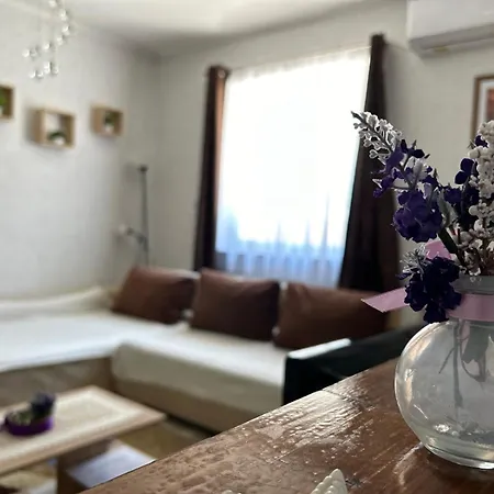 Levendula Vendeghaz Balatonföldvár